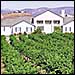 Agua Dulce Vineyards